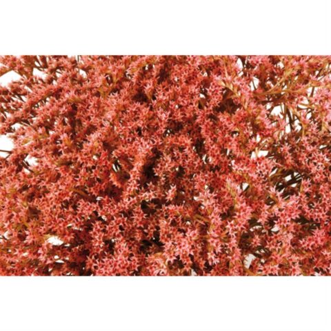 TATARICA ROSA 100G.