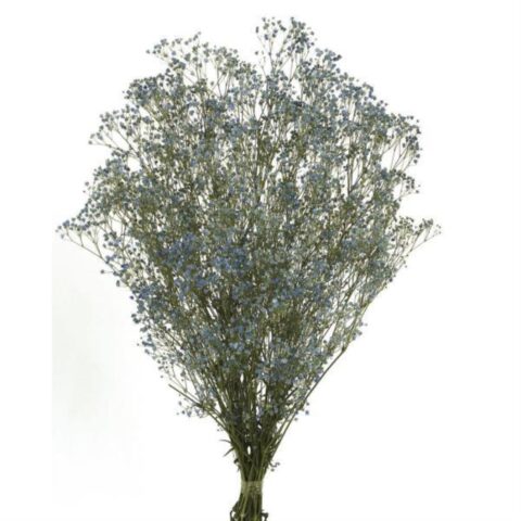 GYPSOPHILA PANICULATA AZUL