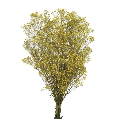 GYPSOPHILA PANICULATA AMARILLA 60CM.
