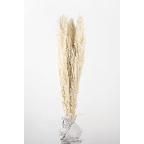 Plumero silvestre blanco 120cm
