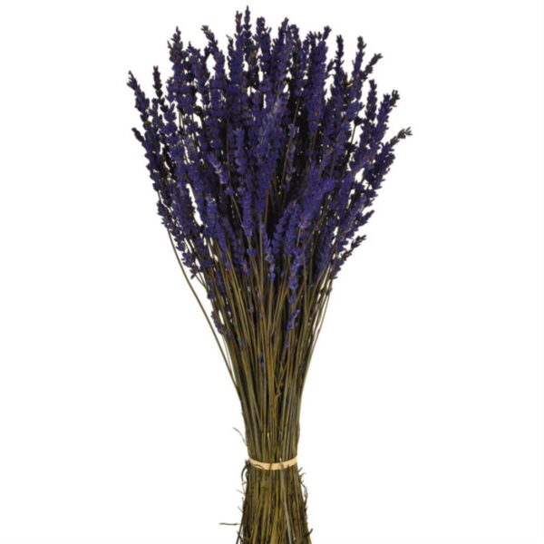 Lavanda azul pres.
