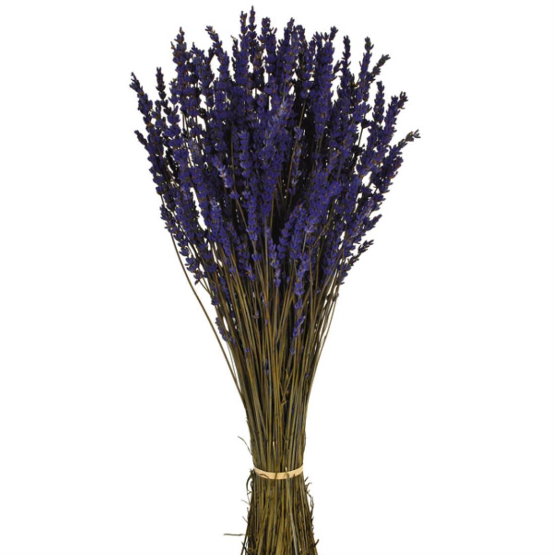 Comprar Lavanda Preservada ▷ Blanco Azahar