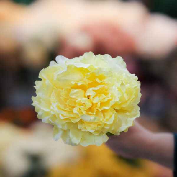 flor de gitana peonia
