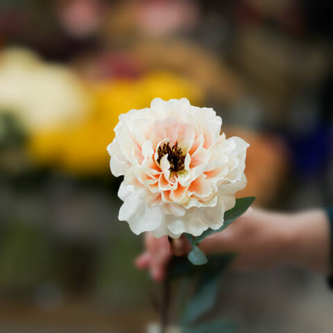 flor de flamenca online peonia rosa