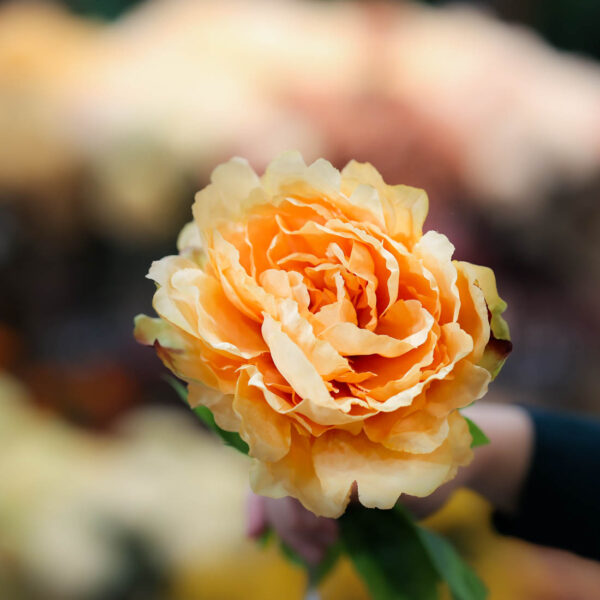 flor de flamenca online peonia naranja