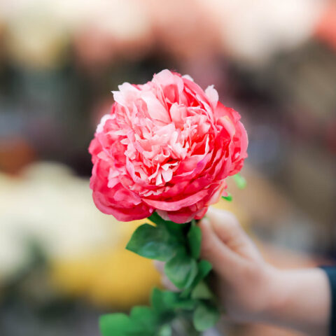 flor de flamenca peonia fucsia