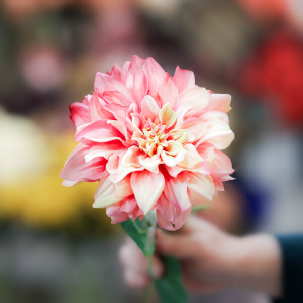 flor de flamenca online dalia rosa