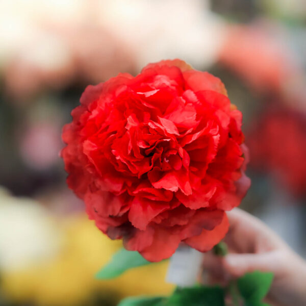 flor de flamenca peonia roja
