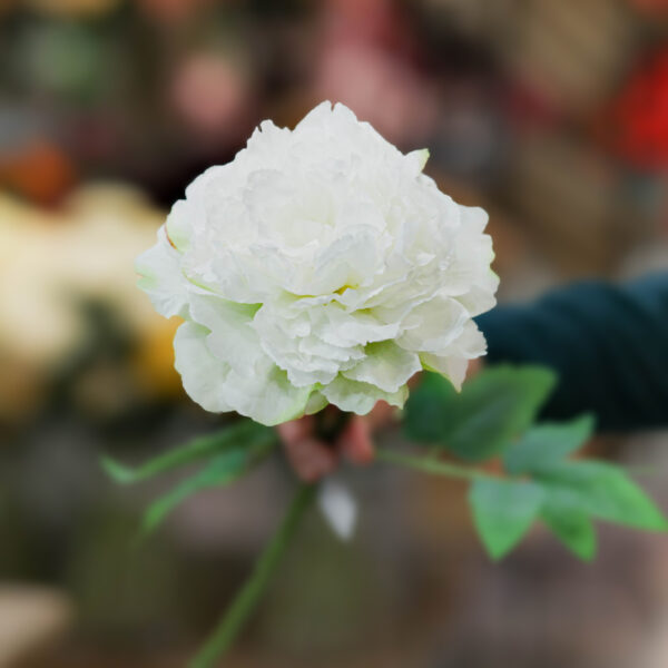 flor de flamenca peonia blanca
