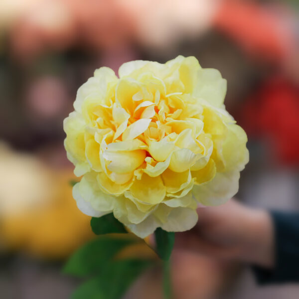 flor de flamenca online peonia amarilla