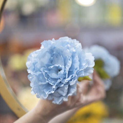 flor flamenca peonia azul cielo
