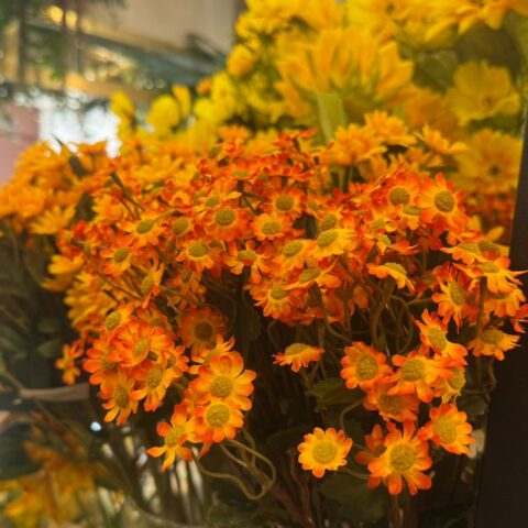 Margarita bicolor amarilla y naranja