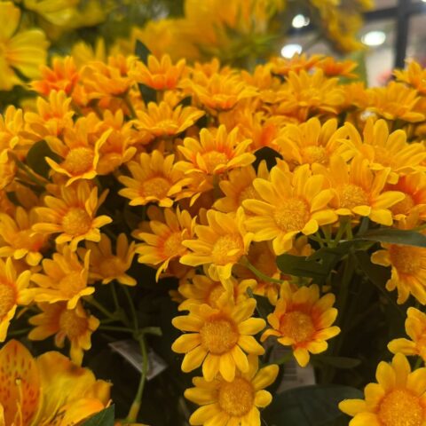 Margarita bicolor amarillo-anaranjada