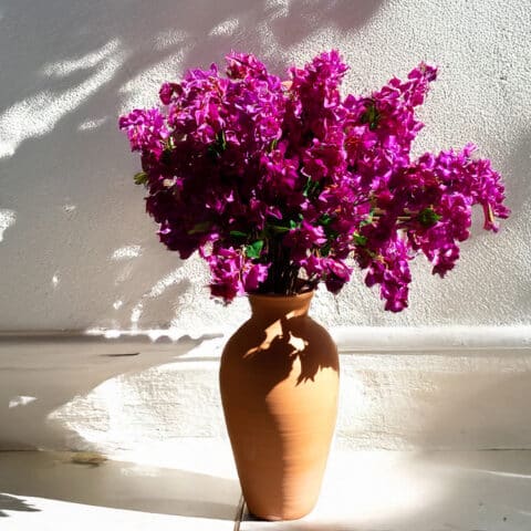 centro de flores buganvilla