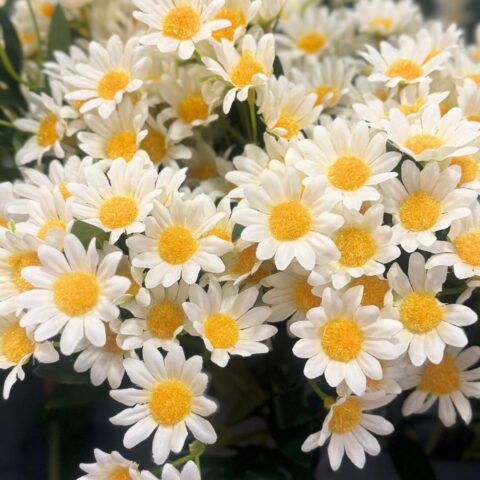 Margarita blanca artificial